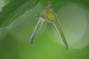 ツノハシバミ2024年8月3日