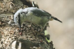 ゴジュウカラ2024年8月25日亜種シロハラゴジュウカラ