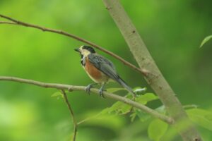 ヤマガラ2024年8月17日