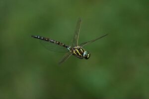 ルリボシヤンマ2024年8月25日