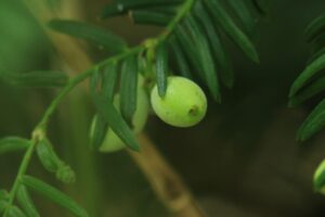 ハイイヌガヤ2024年8月3日実