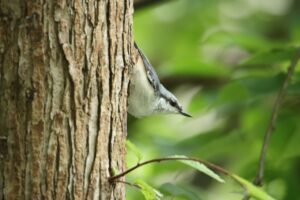 ゴジュウカラ2024年8月11日亜種シロハラゴジュウカラ1