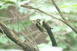 アカゲラ幼鳥2024年8月3日