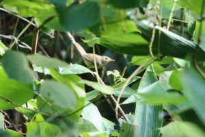 ウグイス幼鳥2024年8月25日1羽