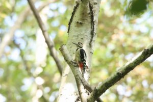アカゲラ幼鳥2024年8月25日