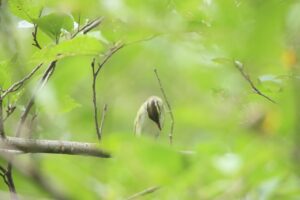 センダイムシクイ2024年8月11日2枚目