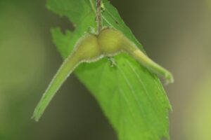 ツノハシバミの実2024年8月11日野生のヘーゼルナッツ