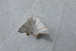 シロツバメエダシャク2024年8月17日