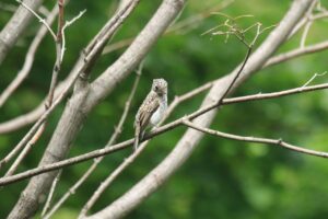コサメビタキ幼鳥2024年8月3日