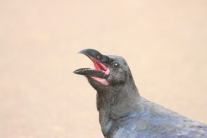 ハシブトガラス2024年8月3日