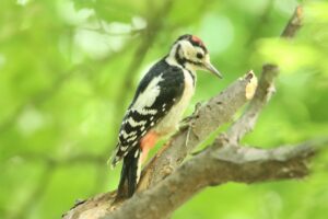 アカゲラ幼鳥2024年8月17日