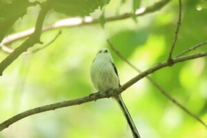 シマエナガ2024年9月15日1正面