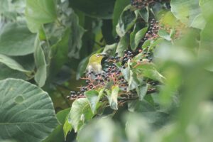 メジロ2024年9月22日ミズキの実を食べる