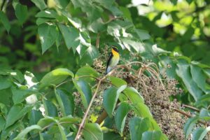 キビタキ雄2024年9月15日タラノキ果実2021年9月撮影