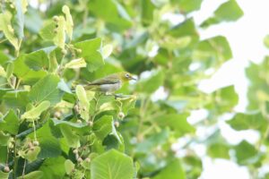 メジロ2024年9月1日