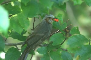 ヒヨドリ2024年9月8日キタコブシのｚ赤い種子を食べる