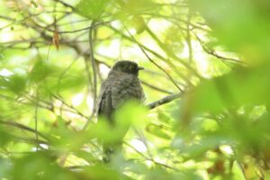 ツツドリ幼鳥2024年9月1日