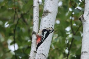 アカゲラ2024年9月1日