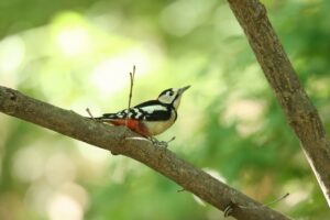アカゲラ2024年9月29日