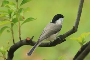 ハシブトガラ2024年9月15日