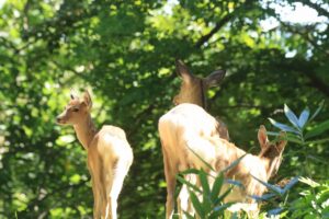 エゾシカ2024年9月8日2親子3頭