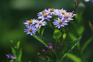 エゾノコンギク2024年9月29日