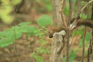 エゾリス2024年9月8日1オニグルミ9月2日