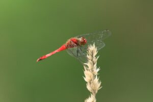 ナツアカネ2024年9月8日