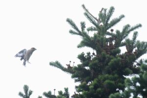 シメ2024年9月29日2トドマツ