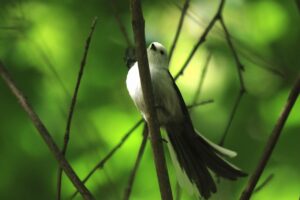 シマエナガ2024年9月29日2