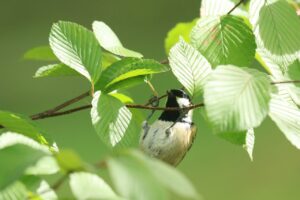 ヒガラ2024年9月22日