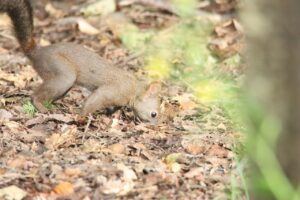 エゾリス2024年9月1日