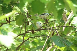 シマエナガ2024年9月15日2羽