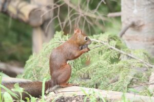 エゾリス2024年9月22日