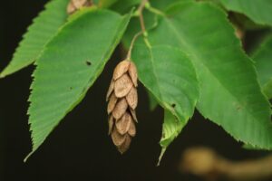 アサダ果実2024年9月22日