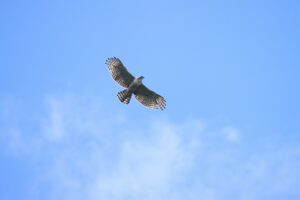 クマタカ2024年9月1日