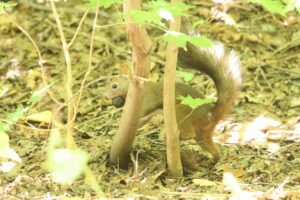 エゾリス2024年9月8日2オニグルミ9月3日