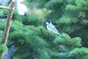 シジュウカラ2024年9月8日