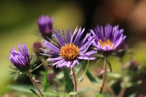 ネバリノギク2024年9月29日