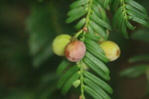 ハイイヌガヤ果実2024年9月15日