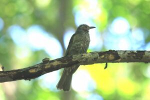 ヒヨドリ2024年9月8日幼鳥