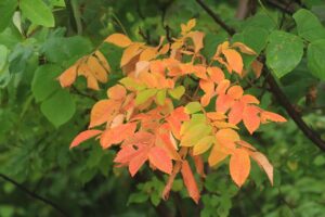 ヌルデ紅葉2024年9月29日