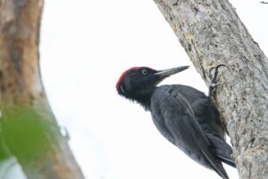 クマゲラ♂2024年9月22日1枚目