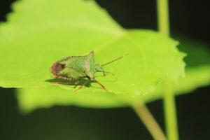 ツノアオカメムシ2024年9月1日