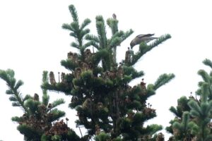 シメ2024年9月29日1トドマツ果実