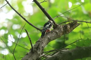 アカゲラ雄2024年9月8日2「五差路」付近