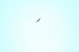 ハチクマ2024年9月1日2