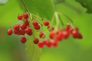 カンボク果実2024年9月22日赤い実