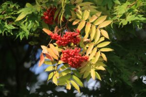 ナナカマド2024年9月29日