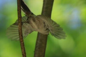 シマエナガ2024年9月29日3